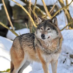 entdecken sie die faszinierende welt des zoo life – spannende tierbegegnungen, lehrreiche einblicke und unvergessliche abenteuer für die ganze familie.