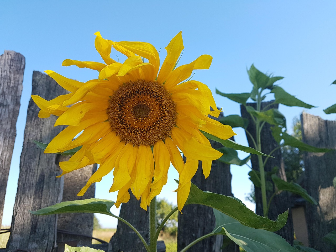 die sonnenblume als symbol steht für glück, wärme und positivität. entdecken sie die bedeutung und kulturellen hintergründe des sonnenblumen-symbols.