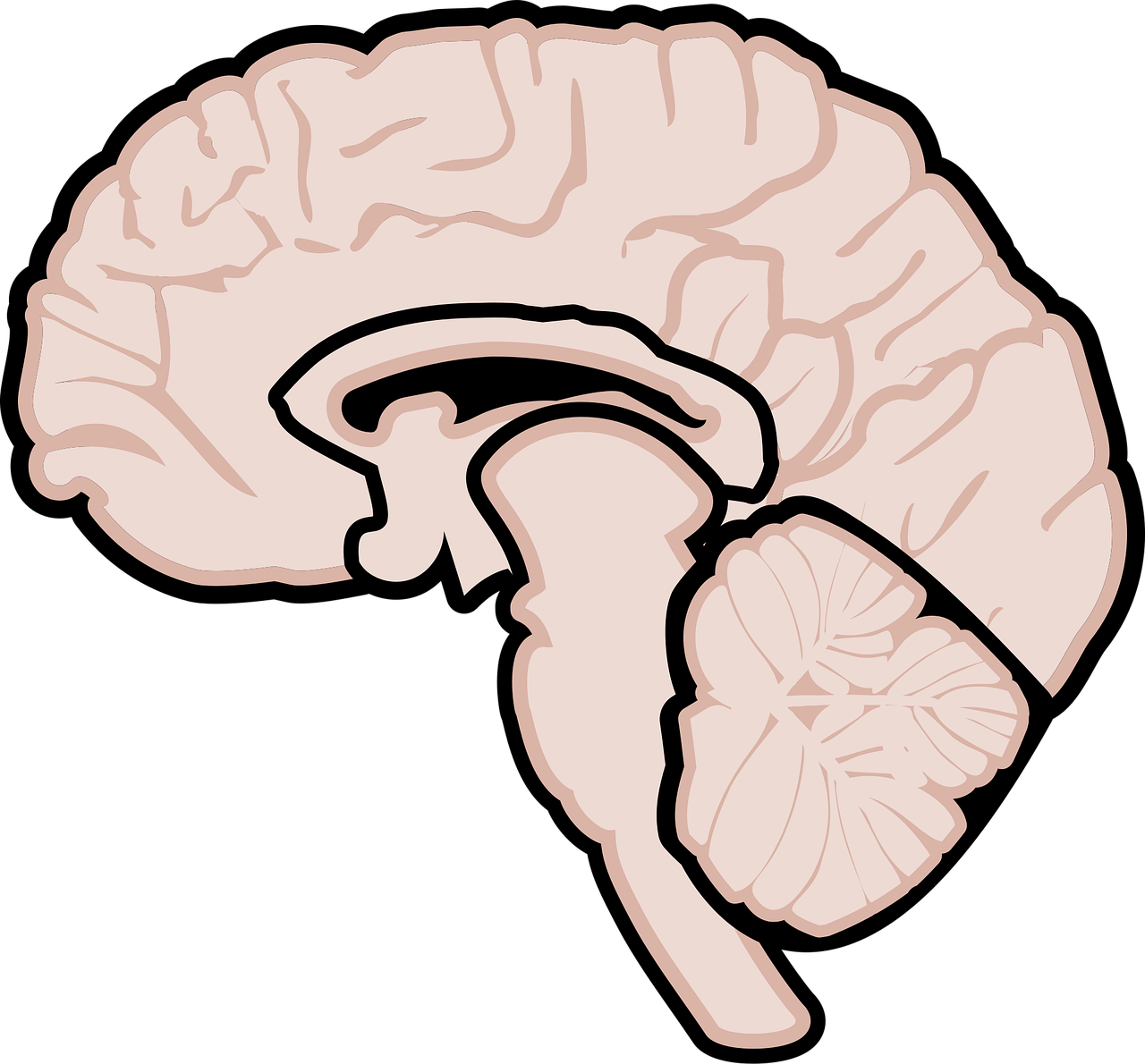 erkunden sie die faszinierende welt der neurowissenschaften: lernen sie, wie das gehirn funktioniert, seine strukturen und die neuesten forschungen in diesem dynamischen feld verstehen.