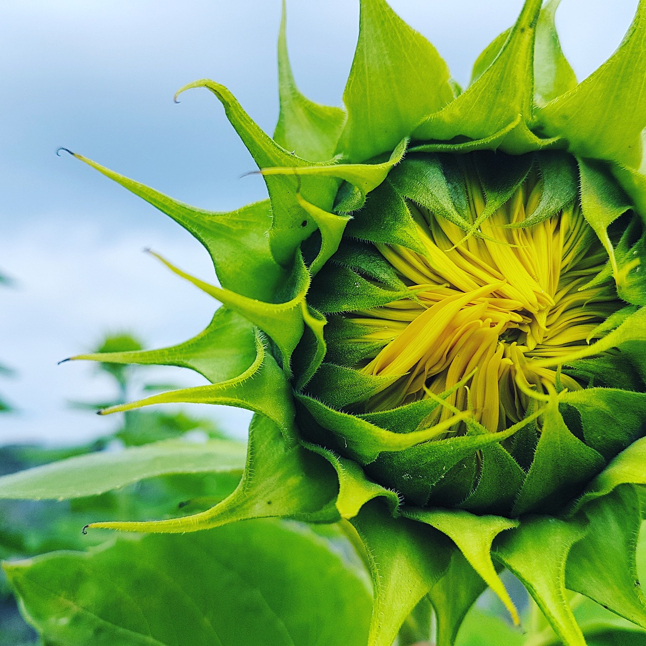 die sonnenblume symbolisiert glück, wärme und positive energie. entdecken sie die tiefere bedeutung und kulturelle relevanz des sonnenblumen-symbols.