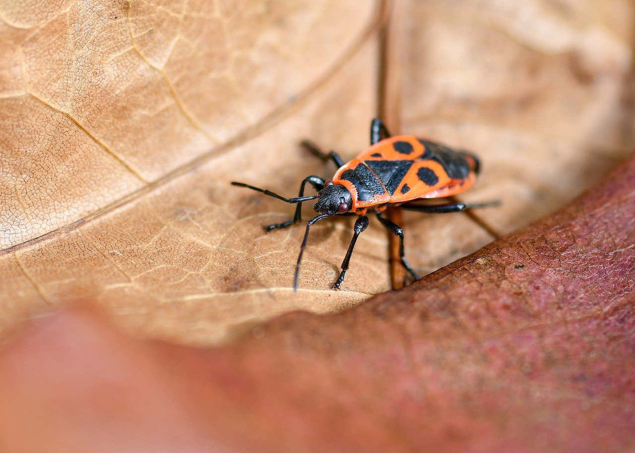 entdecken sie die bedeutung der biodiversität und ihre entscheidende rolle für das ökologische gleichgewicht und den schutz unserer natürlichen lebensräume.