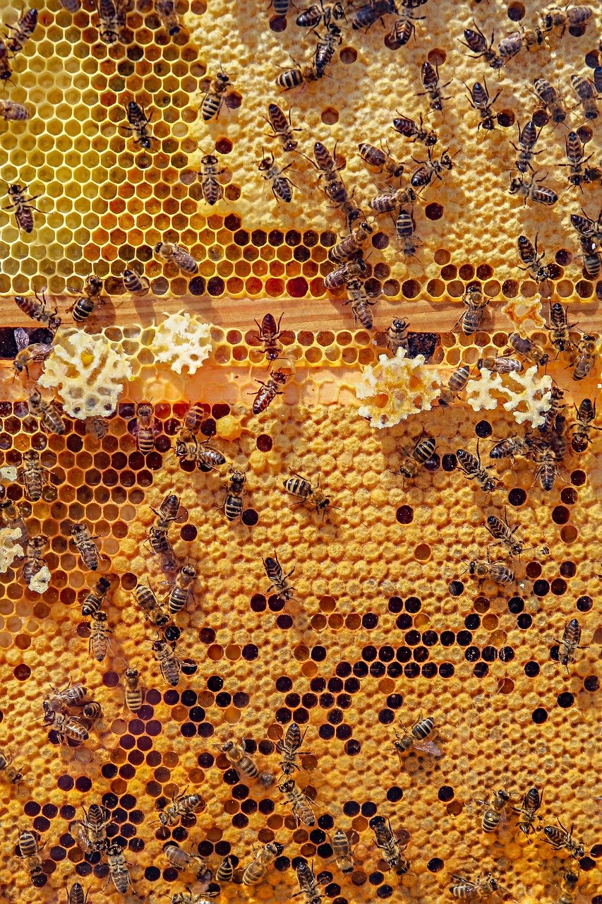 entdecken sie die natürliche süße von honig! unser köstlicher honig ist reich an aromen und nährstoffen, perfekt für kaffee, tee oder zum backen. genießen sie die vielfalt und die gesundheitsfördernden eigenschaften dieses wunderbaren naturprodukts.