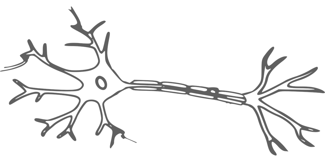 entdecken sie die faszinierende welt der neurowissenschaften – das studium des gehirns und nervensystems, das unser verständnis von verhalten und kognitiven prozessen vertieft.