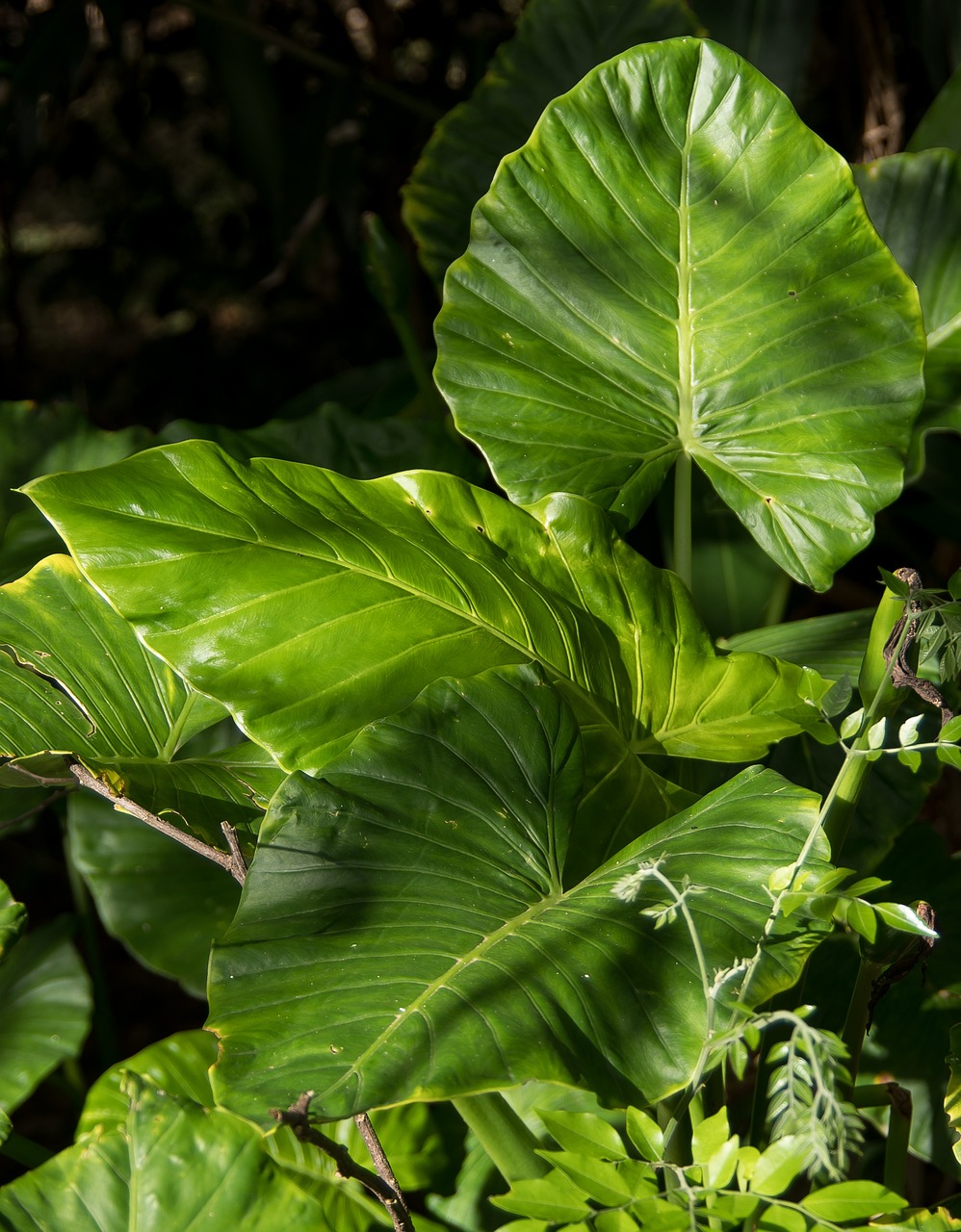 entdecken sie die bezaubernde waldkrippe: eine harmonische darstellung der geburt christi inmitten der natur.