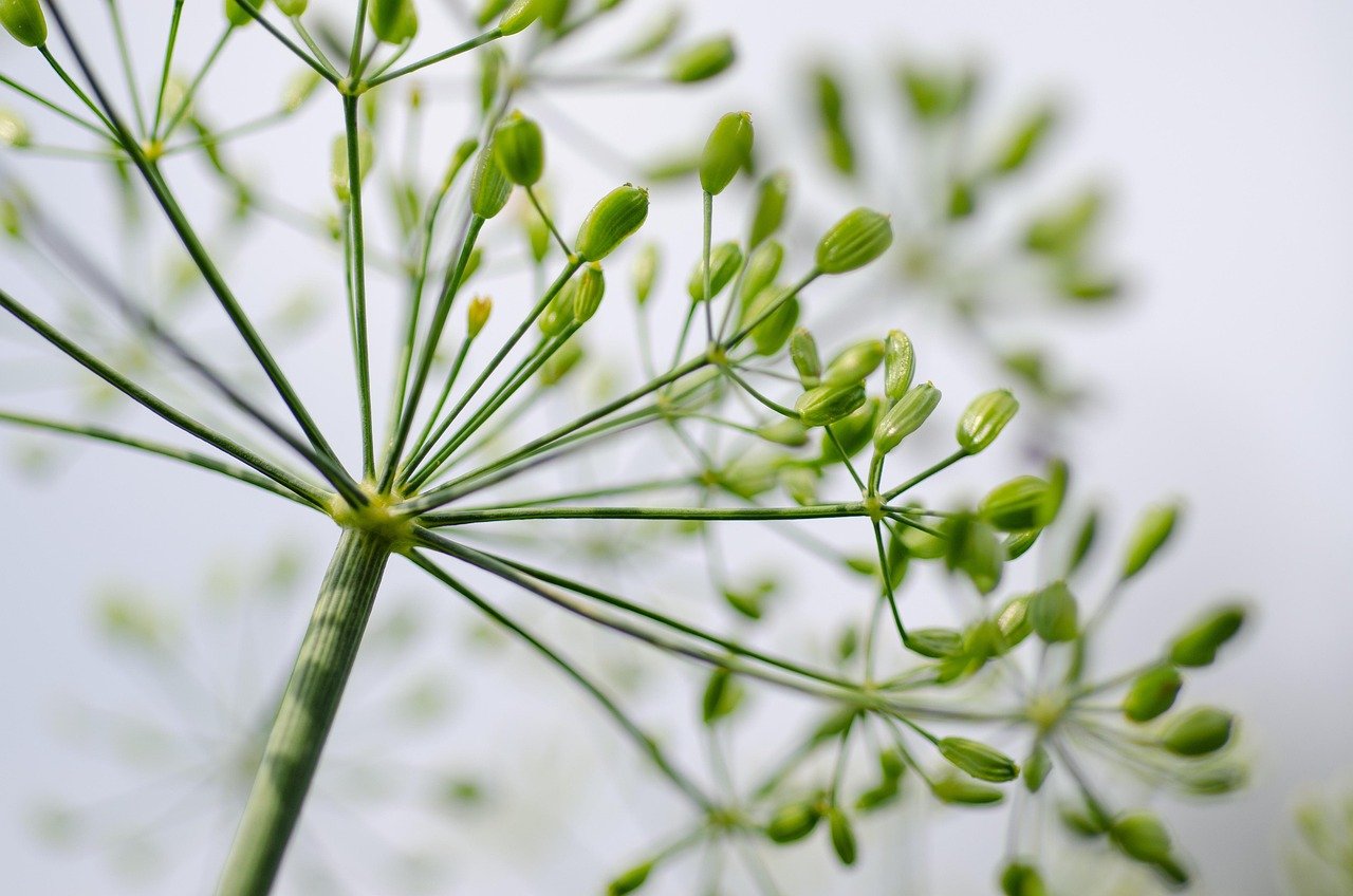 entdecken sie die faszinierende welt der kulinarischen sinne: von traditionellen rezepten bis hin zu innovativen kochtechniken – lassen sie sich inspirieren und genießen sie unvergessliche geschmackserlebnisse.
