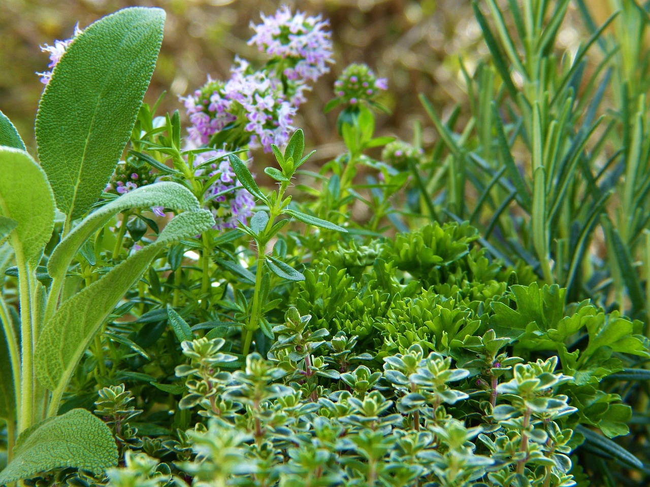 entdecken sie aromatherapie-kochen: verwenden sie ätherische öle, um köstliche und gesunde gerichte mit aromatischen düften zu kreieren.