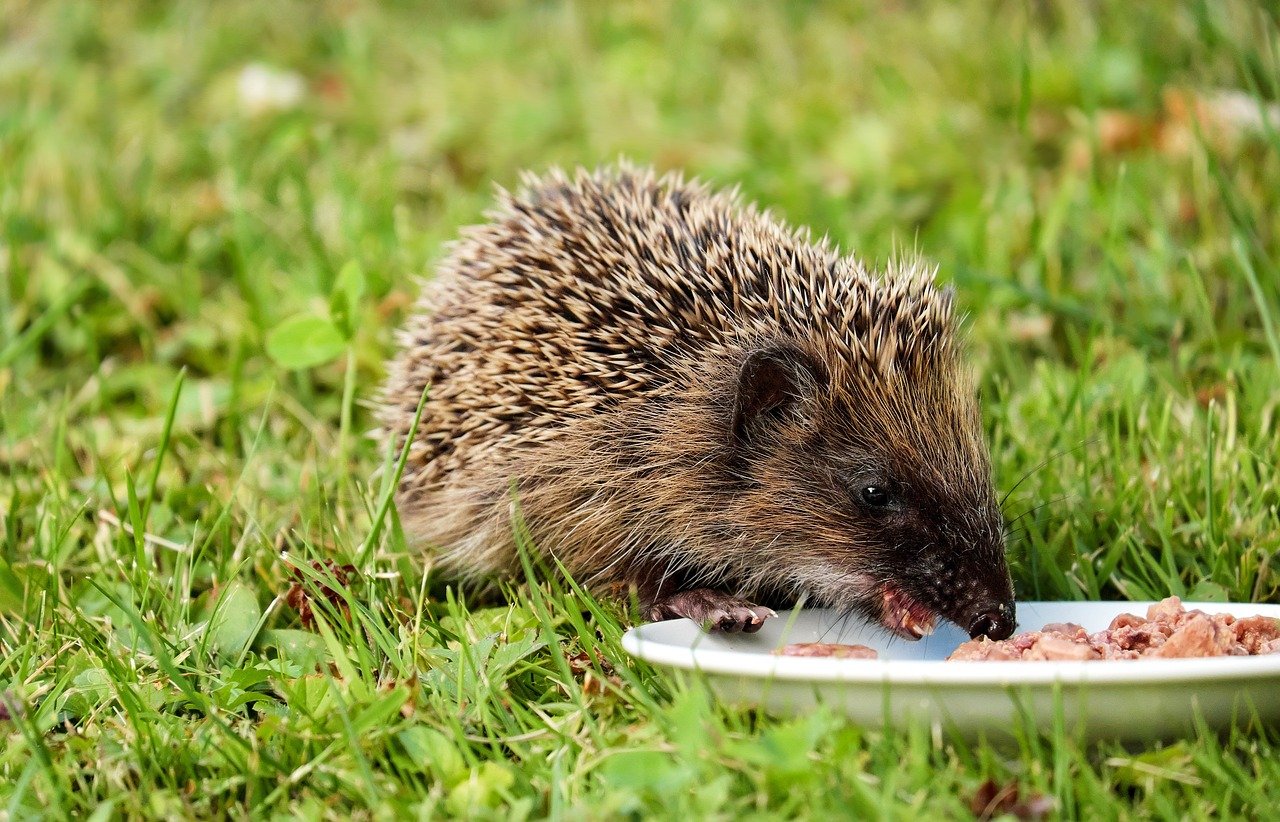 Essen mit bedacht: achtsam essen im alltag