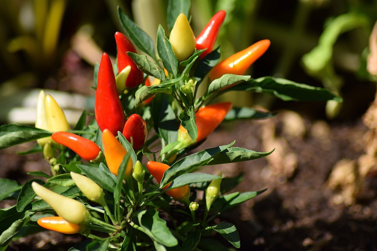 Die neuesten Food-Trends: Chili Crisp und Chili Crunch