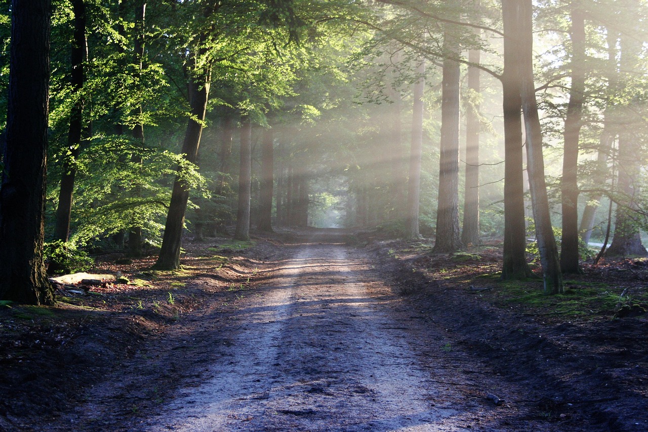 Wald erleben: Die Bundesplattform Wald verbindet Sport, Erholung und Gesundheit (WaSEG