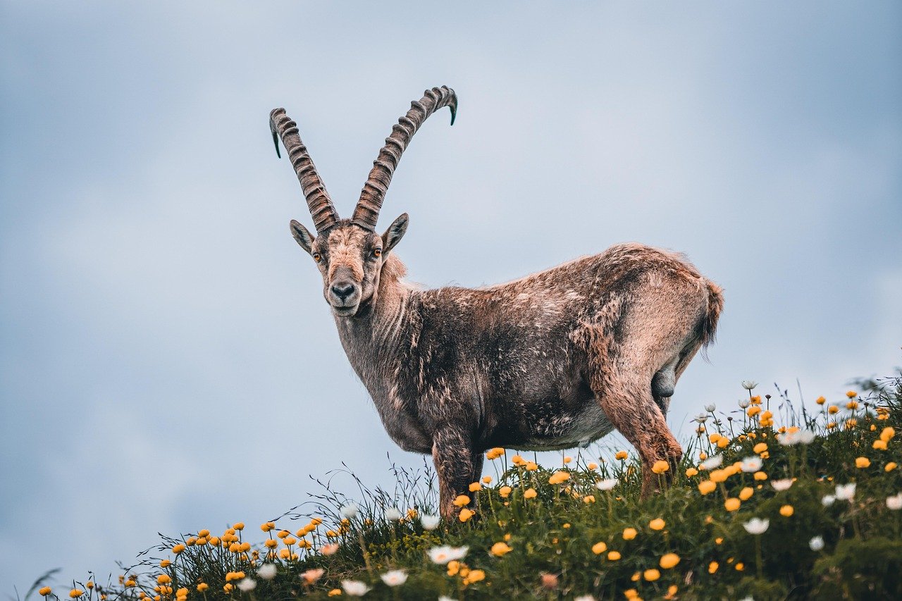 Reisehoroskop für Steinbock 2025: Entdecke die aufregenden Abenteuer, die auf Dich warten