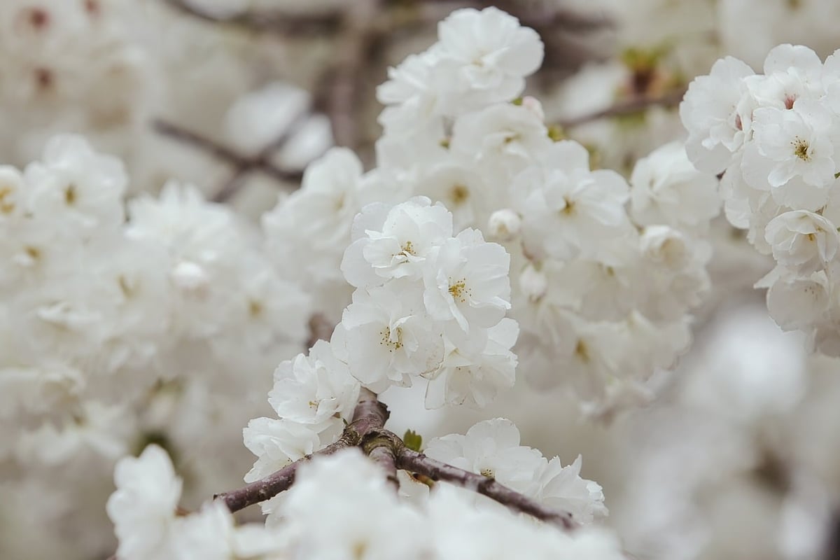 frühling