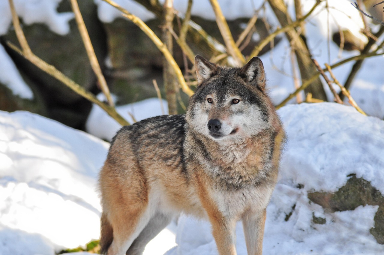 Das geheime Leben der Zoo-Bewohner: Ein Blick hinter die Kulissen