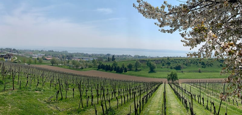 Meersburg 2026: Die besten Wohnmobilstellplätze am Bodensee