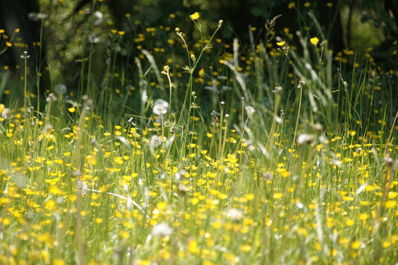 Allergien und Unverträglichkeiten: Alternativen finden