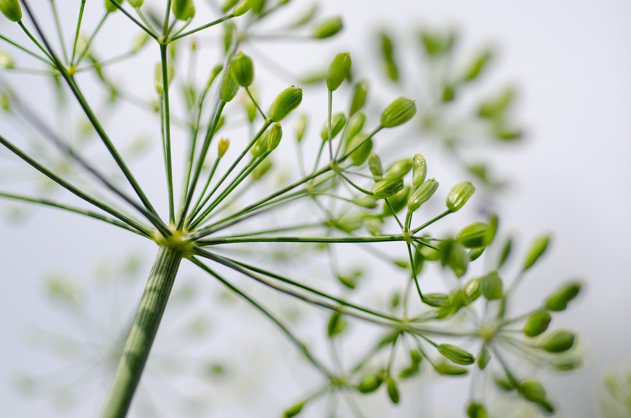 Wie sind aromatische Kräuter und Gewürze einzusetzen?