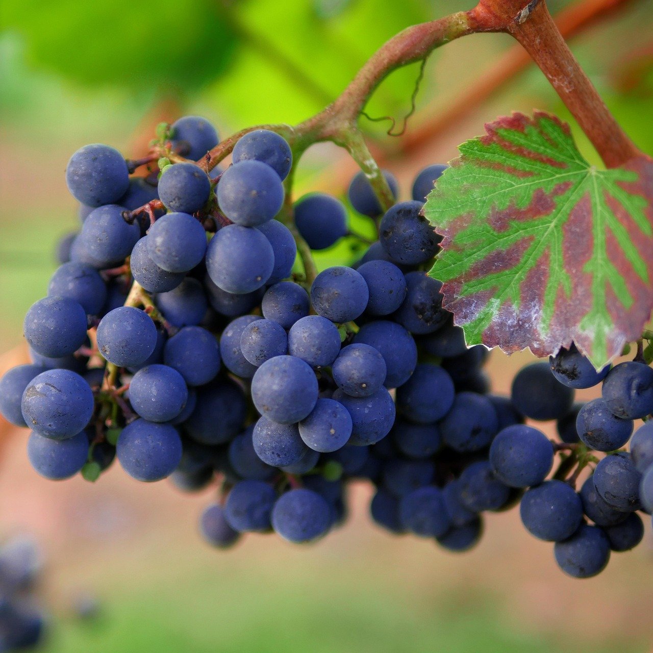 drei japanische weinregionen, die einen besuch wert sind