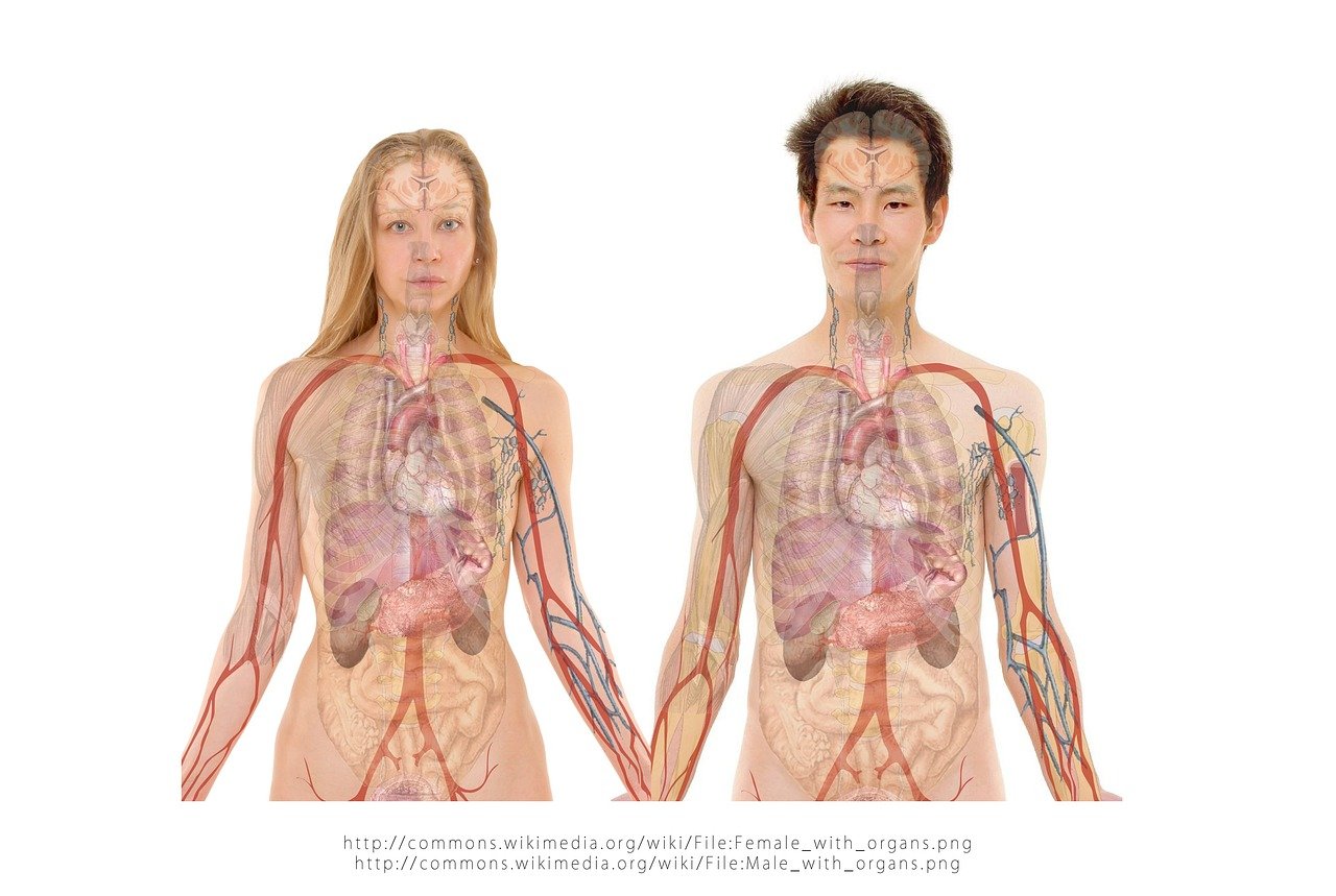 Fettleber: Welche Früchte fördern Ihre Gesundheit und welche sind schädlich?