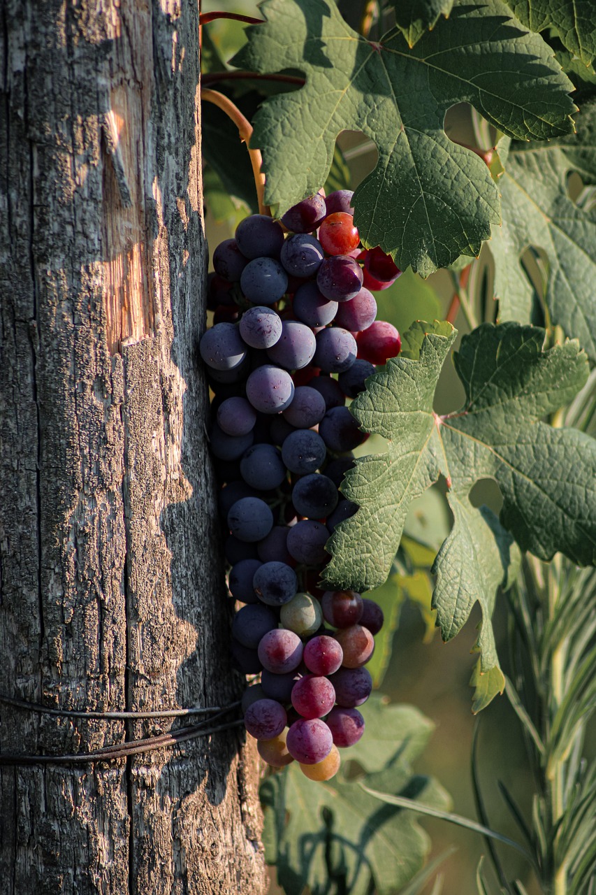 Weinbauern atmen auf: Pflichtabgabe vorerst ausgesetzt