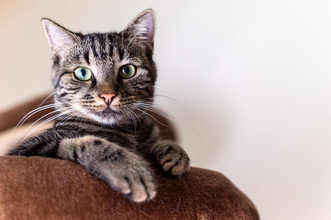 Katze nach Alkoholgenuss: Zu viel des Guten? Diese Ratschläge unterstützen!