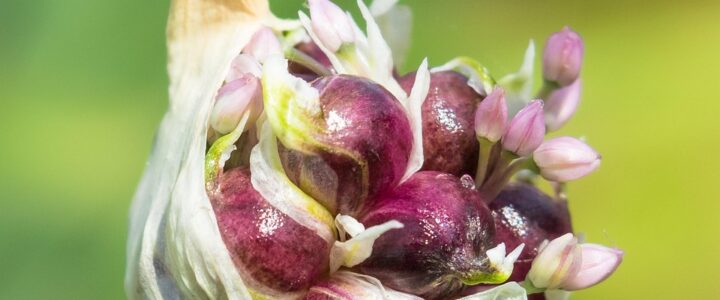 Gesunde Ernährung im Alter: Tipps für ein vitales und ausgewogenes Leben Gesunde Ernährung im Alter: Tipps für ein vitales und ausgewogenes Leben
