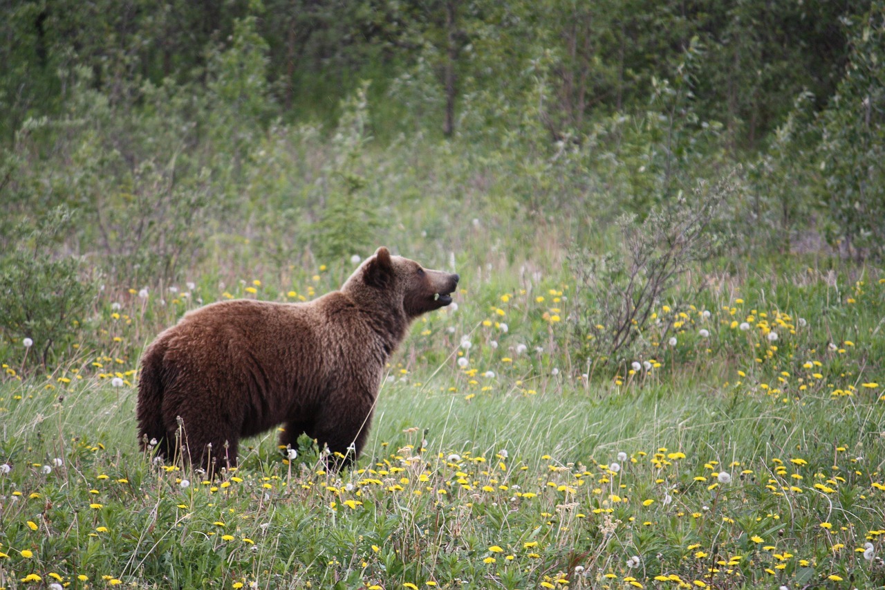 entdecken sie yukon – eine atemberaubende region voller unberührter natur, abenteuer und einzigartiger kultur im hohen norden kanadas.
